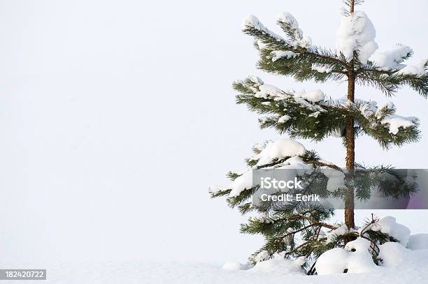 Foto de Lonely Jovem Pine Tree Na Neve e mais fotos de stock de Branco - Branco, Clima polar, Conífera