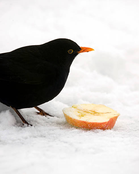 istock Blackbird in the snow 182420781