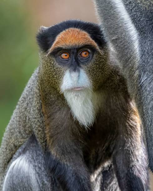 istock Closeup portrait of a brazza's monkey. 1824208994