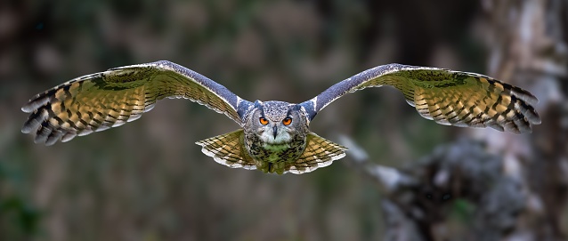 An adorable owl flying gracefully in the sky over a lush green field with tall trees.