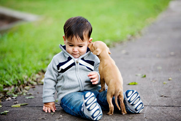 Cute beige puppy licks the ear of a little boy on the ground stock photo