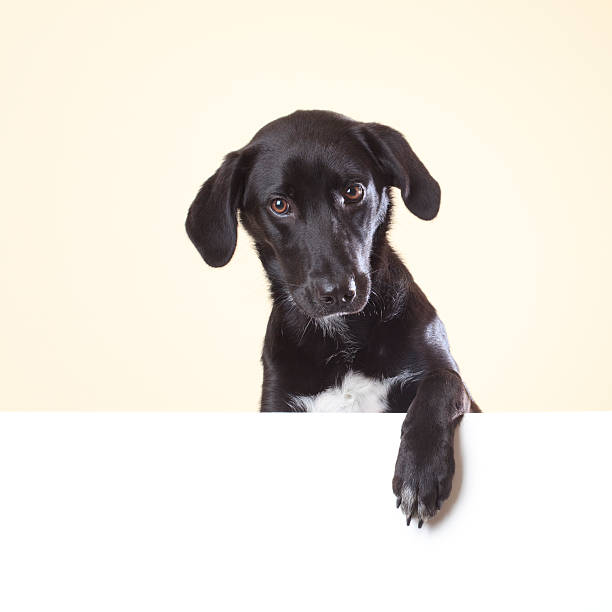 istock Dog looking at camera with paw over white poster 182421301