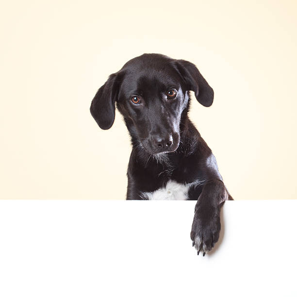 Dog looking at camera with paw over white poster stock photo