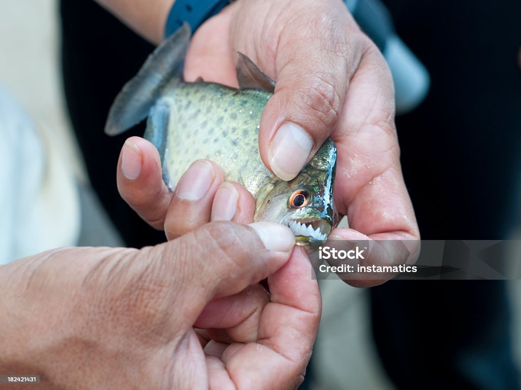 Piranha in Peru - Lizenzfrei Amazonas-Region Stock-Foto