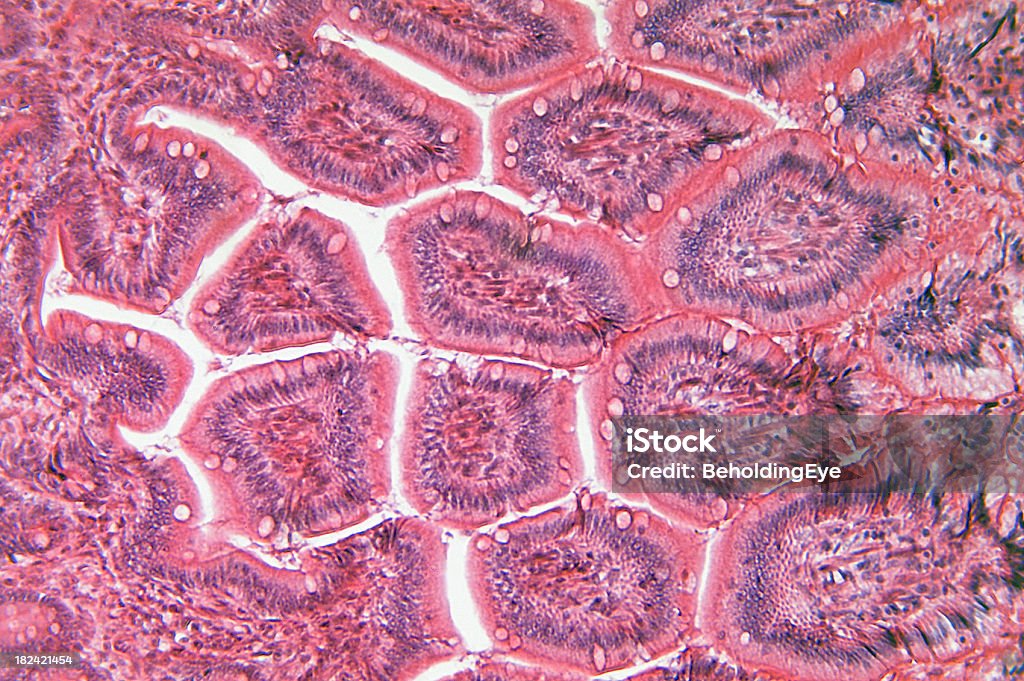 Intestino delgado - Royalty-free ADN Foto de stock