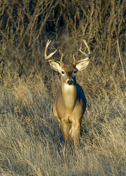 Jeune buck dans les arbres - Photo