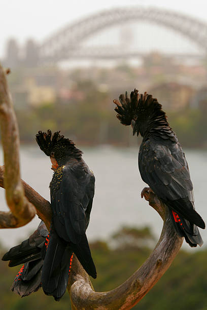 Male gang gang cockatoo bird sitting on a branch