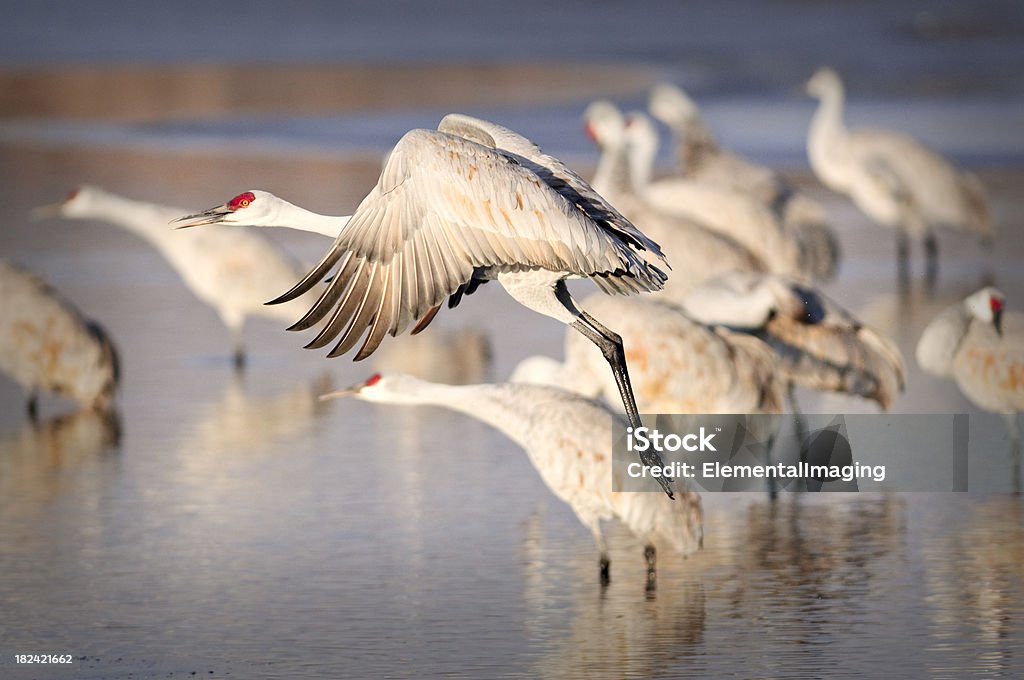 Sandhill Crane (Grus canadensis) im Flug über die Wetlands - Lizenzfrei Abenddämmerung Stock-Foto