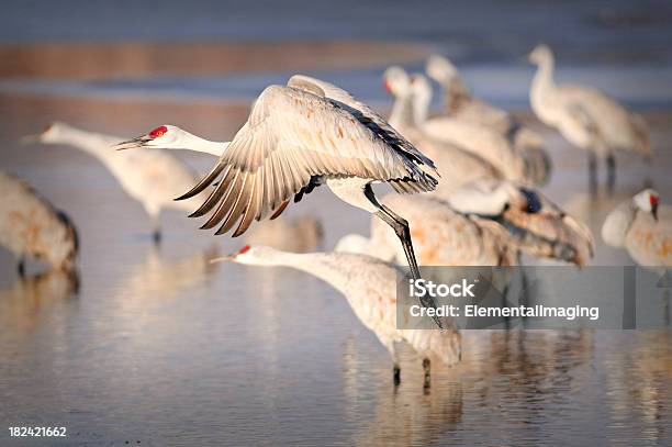 Grulla Canadiense En Vuelo Por Encima De Las Marismas Foto de stock y más banco de imágenes de Aire libre