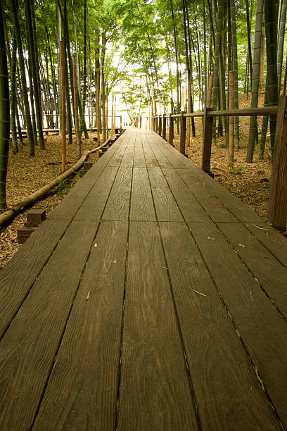 Bamboo Path stock photo