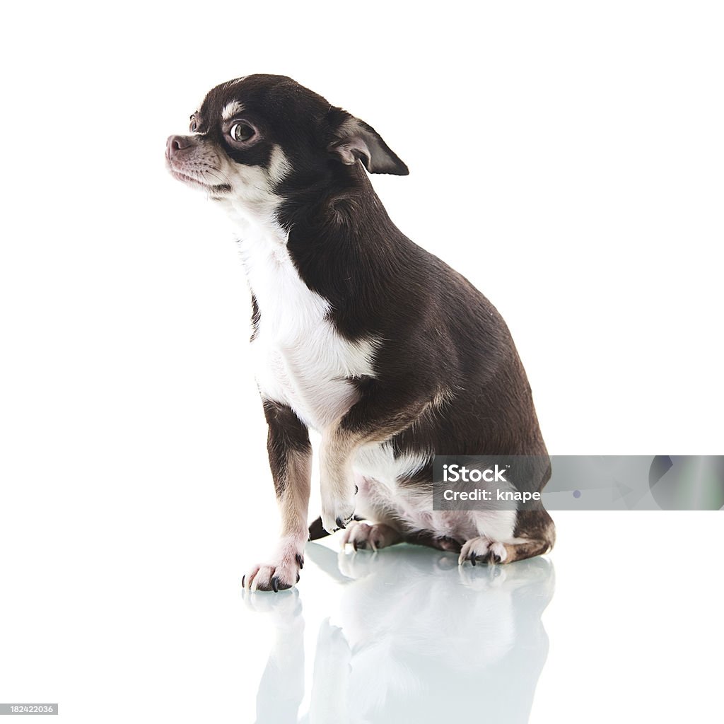 Cute chihuahua Cute chihuahua with red ribbon Fear Stock Photo