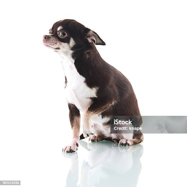 Cute Chihuahua Stock Photo - Download Image Now - Fear, Dog, Chihuahua - Dog