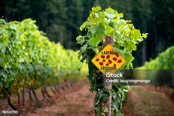 Vineyard Okanagan Valley Bodega Columbia Británica Agricultura Viticulture Foto de stock y más banco de imágenes de Mariquita