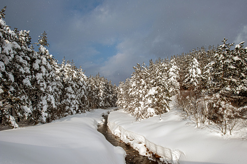 A small stream flowing through fir trees in Abant