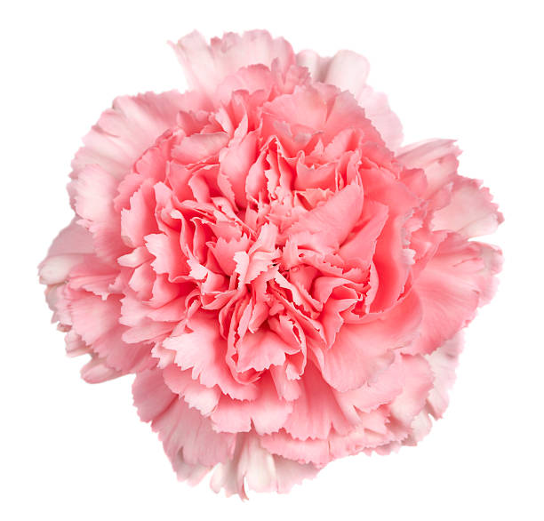 Pictured  bouquet of carnationn in a white background.