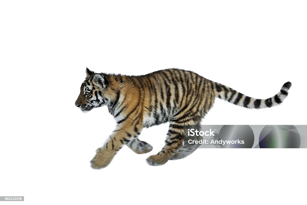 Running Tiger Cub, isoliert auf weiss - Lizenzfrei Schwanz Stock-Foto