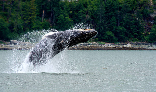 Alaskan Breaching Whale stock photo