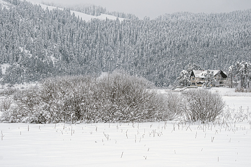 Snowy fir trees and the building in the distance in Abant