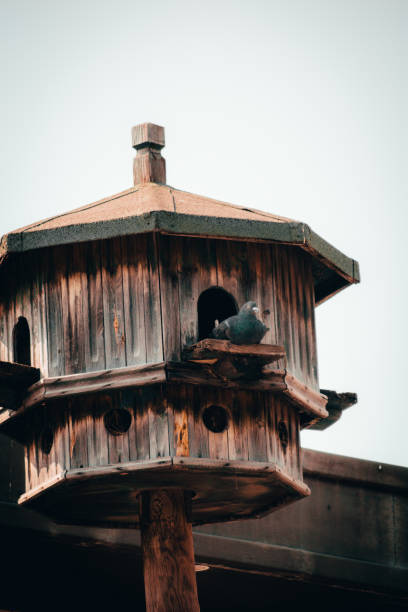 One of the birds that affects the balance in nature