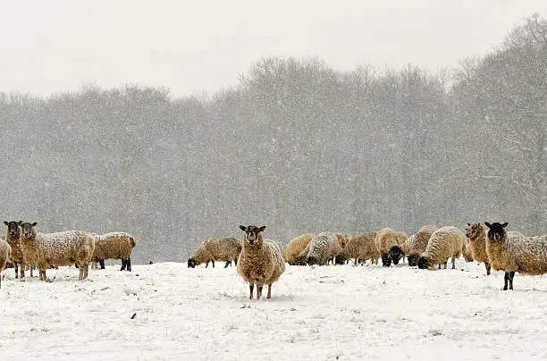 Photo of Sheep left outside in the field during a snow storm