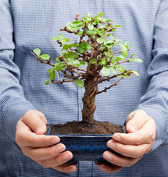 człowiek gospodarstwa tree - development tree human hand bonsai tree zdjęcia i obrazy z banku zdjęć