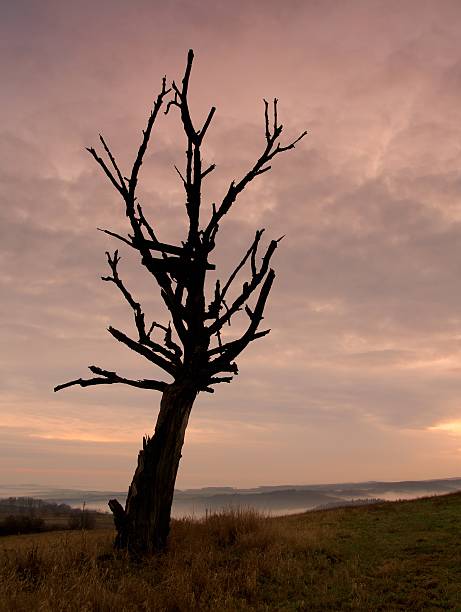 árbol en puesta de sol - tree branch burnt silhouette fotografías e imágenes de stock