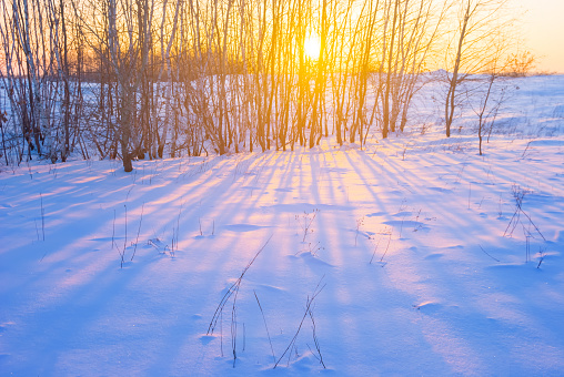 Sunlight breaking through frozen forest