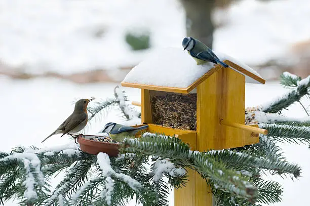 "Parus caeruleus, blue tit and robin in winter at a bird house.There are more images WINTER, click here:"