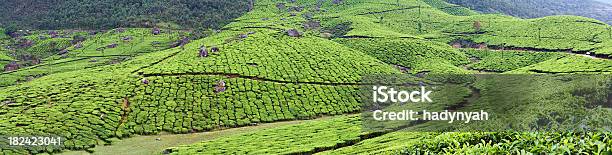 Piantagione Di Tè - Fotografie stock e altre immagini di Kerala - Kerala, Agricoltura, Agricoltura biologica