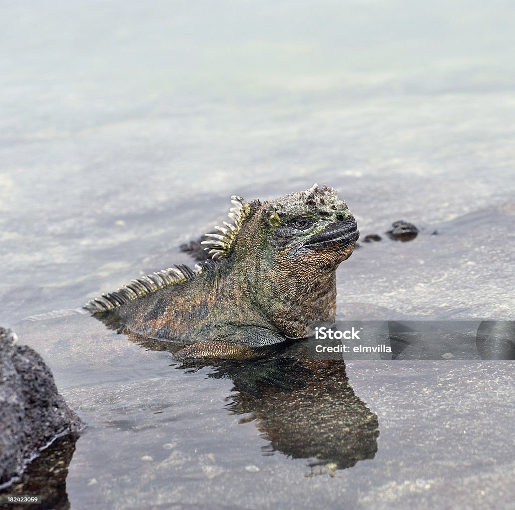 Marine Iguana on the Galapagos "Side view of a colourful marine iguana in the water on Fernandina, the Galapagos. Nikon D3 in RAW" Animal Stock Photo