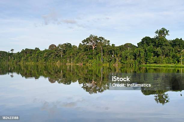 Regenwald In Peru Stockfoto und mehr Bilder von Amazonien - Amazonien, Amazonas-Region, Baum
