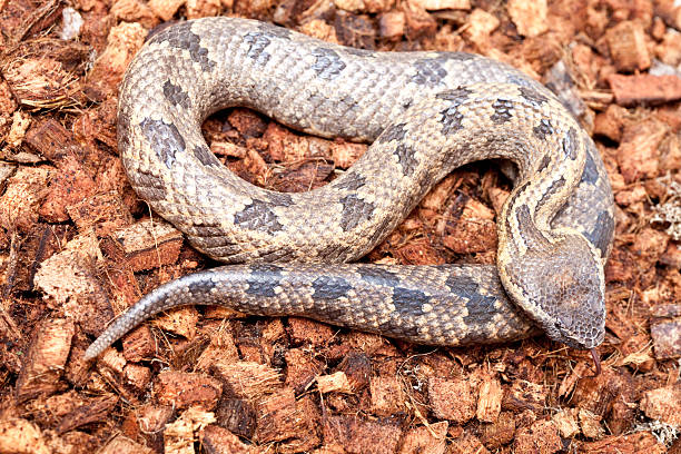 Deadly Snake stock photo