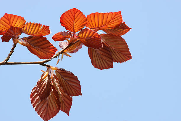 haya roja frescas hojas - beech leaf isolated leaf new fotografías e imágenes de stock