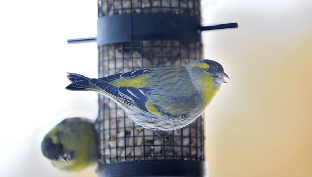 istock Siskin (Carduelis spinus) Birds at the Bird Feeder (XXXL) 182423320