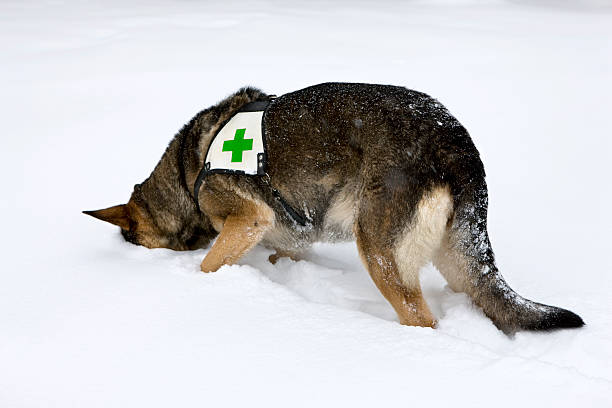 cão de busca e resgate no inverno - dog first aid first aid kit winter - fotografias e filmes do acervo
