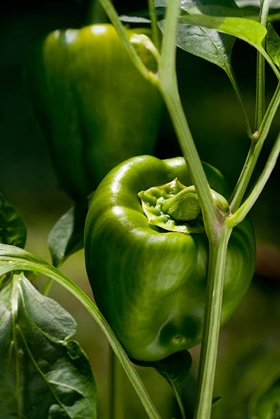 pimentão verde planta - pepper bell pepper growth ripe - fotografias e filmes do acervo