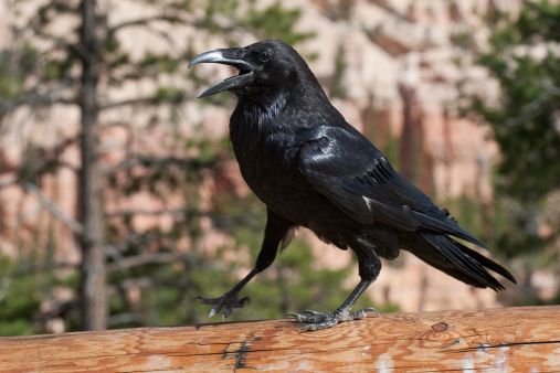 Raven walking on railing at Bryce Canyon