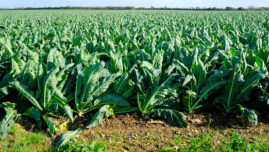 Field of growing young cauliflower plants in autumn