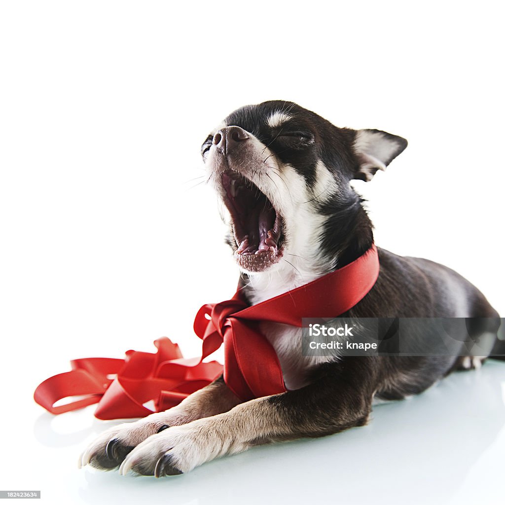 Cute chihuahua with red ribbon Animal Stock Photo