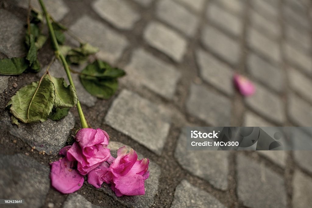 Rose de yacer en la calle - Foto de stock de Flor libre de derechos