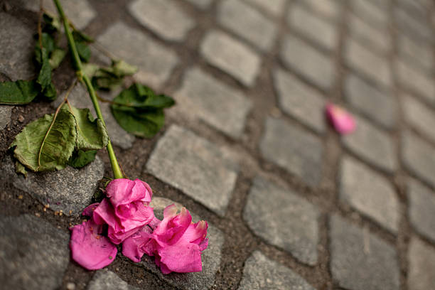 istock Rose’s lying on the street 182423641