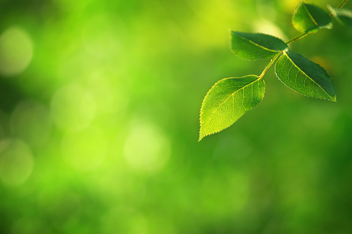 Green Leaves - natural background 
