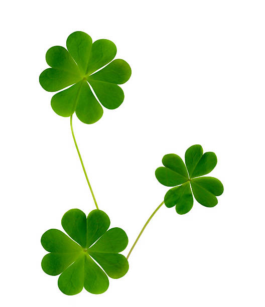 istock Lucky clovers Isolated on white background 182423945