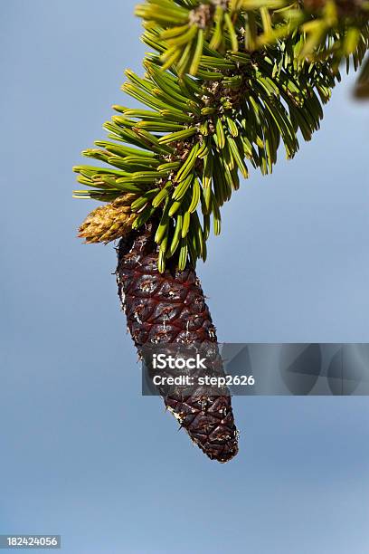 Pinecone De Pinheiro Bristlecone Árvore - Fotografias de stock e mais imagens de Pinha - Pinha, Pinheiro bristlecone, Agulha - Parte de planta