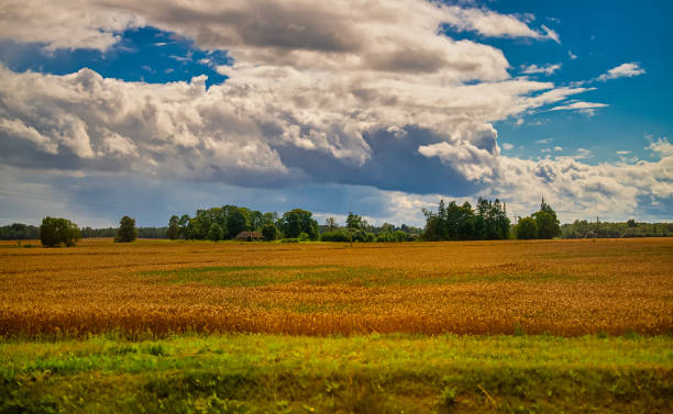 istock Village landscape. Field with rye and forest. 1824242686