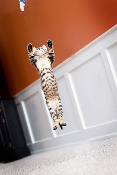 Jumping kitty stock photo