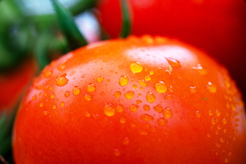 Close-up of a ripe tomato in a greenhouse.