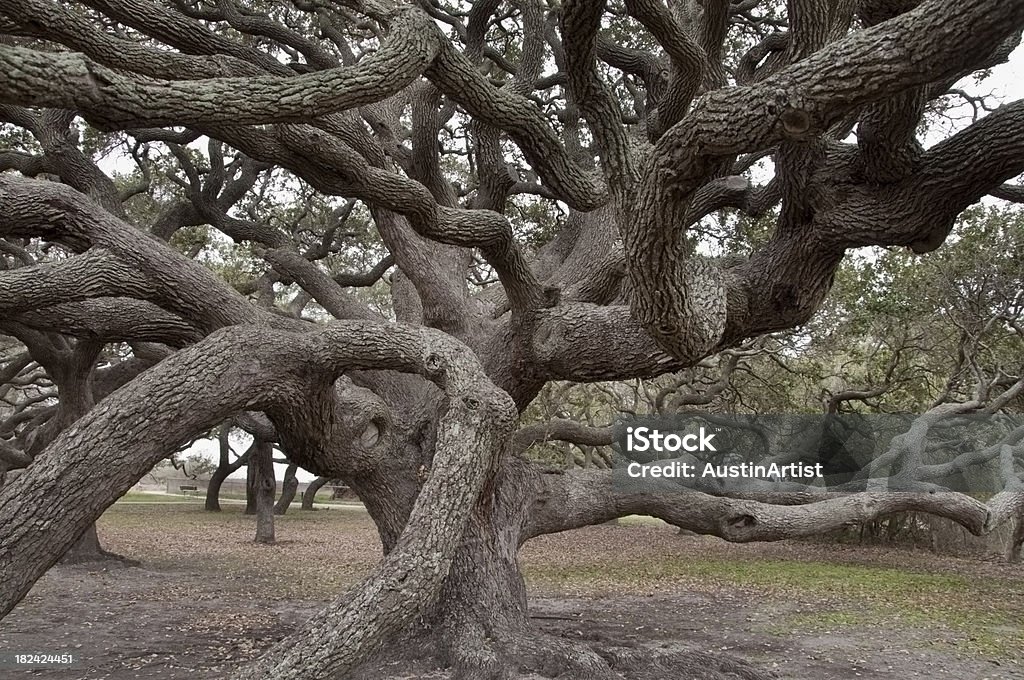 Galhos de árvore de carvalho - Foto de stock de Carvalho - Árvore de folha caduca royalty-free