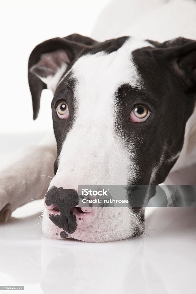 Предельно крупный план of Harlequin Great Dane's Face - Стоковые фото Арлекин роялти-фри