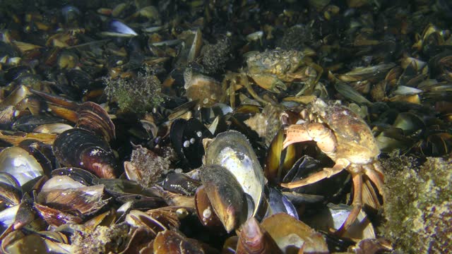 Green crab eats mussel meat from an open shell, another crab passes nearby.